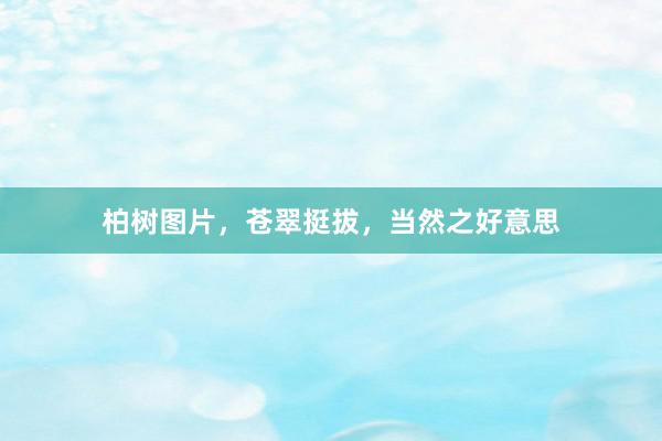 柏树图片，苍翠挺拔，当然之好意思